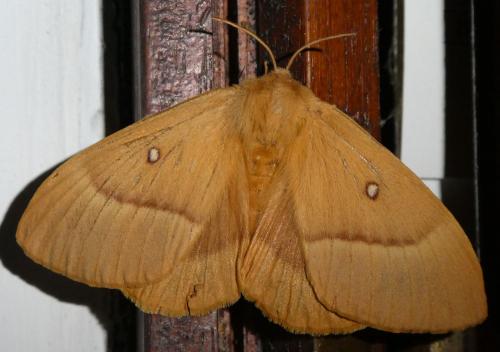 Réf. 264 429 : Lasiocampa quercus